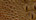 Pecan - King Crocodile Exotic Textured Embossed Leather for sale!